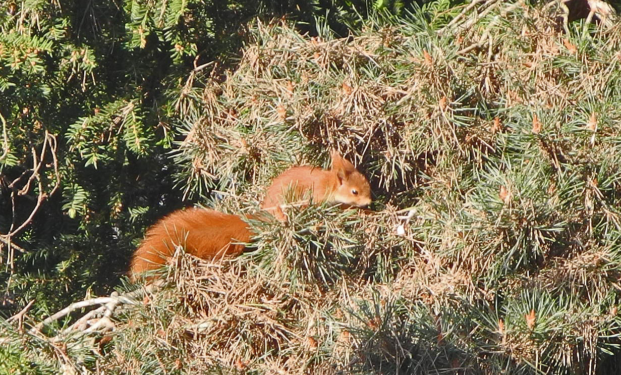 Unser Kieferhörnchen ist erst wenige Tage alt