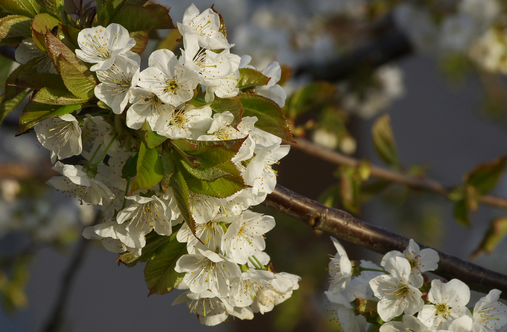 ...unser Kirschbaum