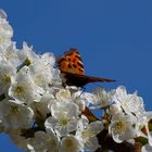 ...unser Kirschbaum