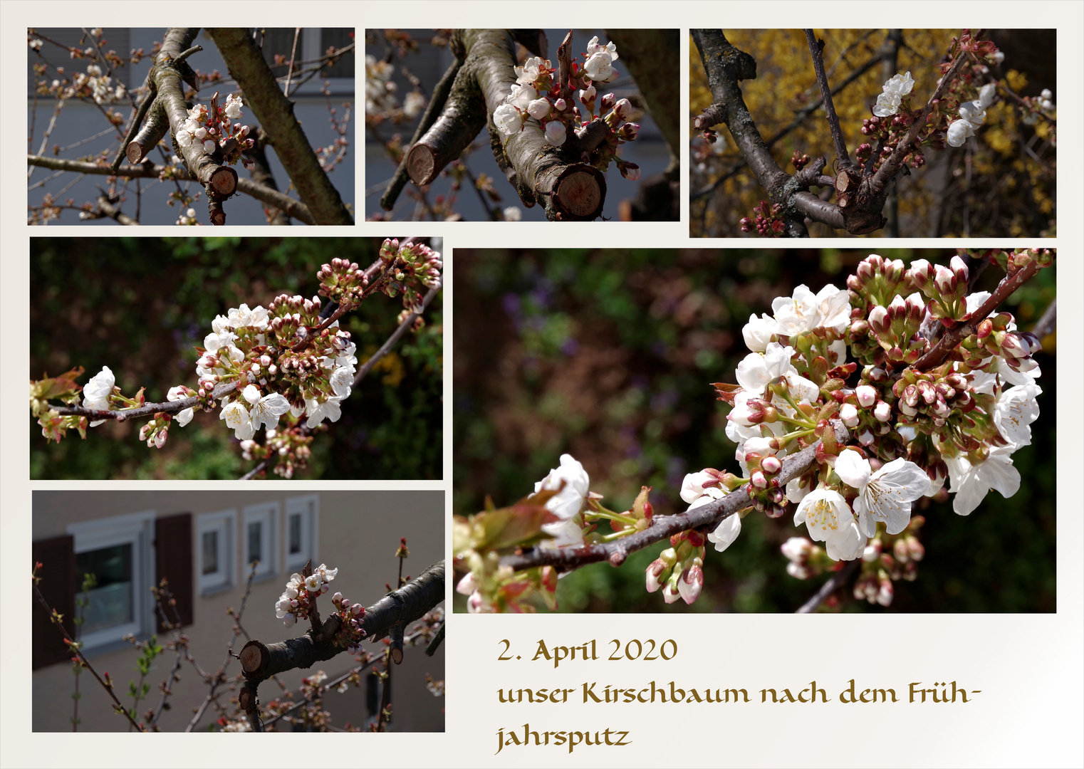 ...unser Kirschbaum 