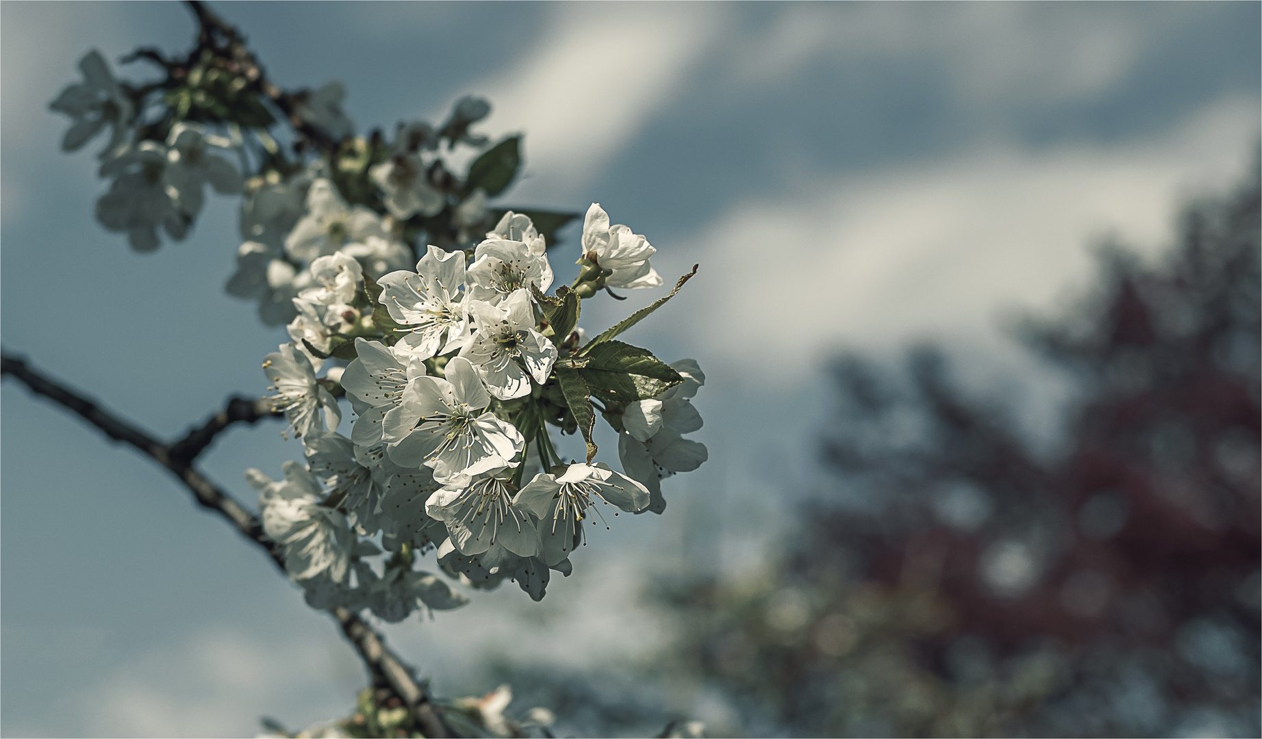 Unser Kirschbaum