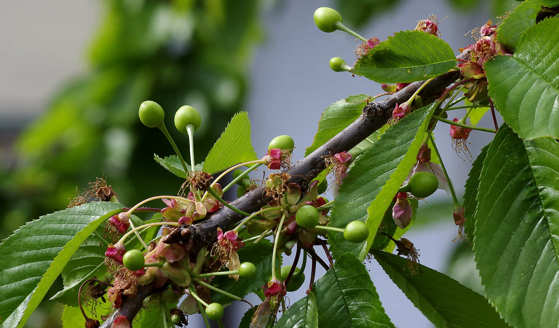 ..unser Kirschbaum