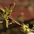 ...unser Kirschbaum