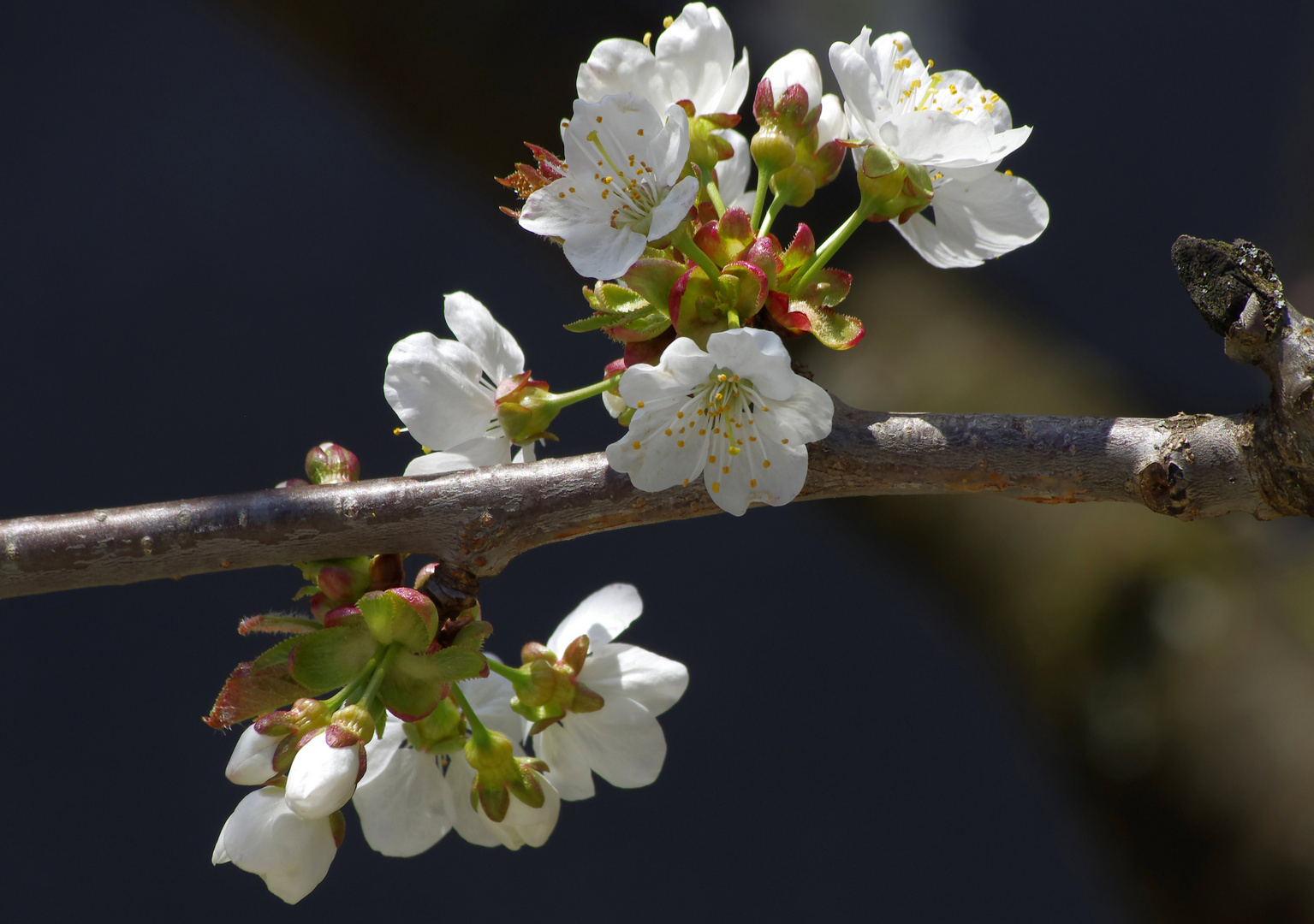 ...unser Kirschbaum