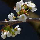 ...unser Kirschbaum