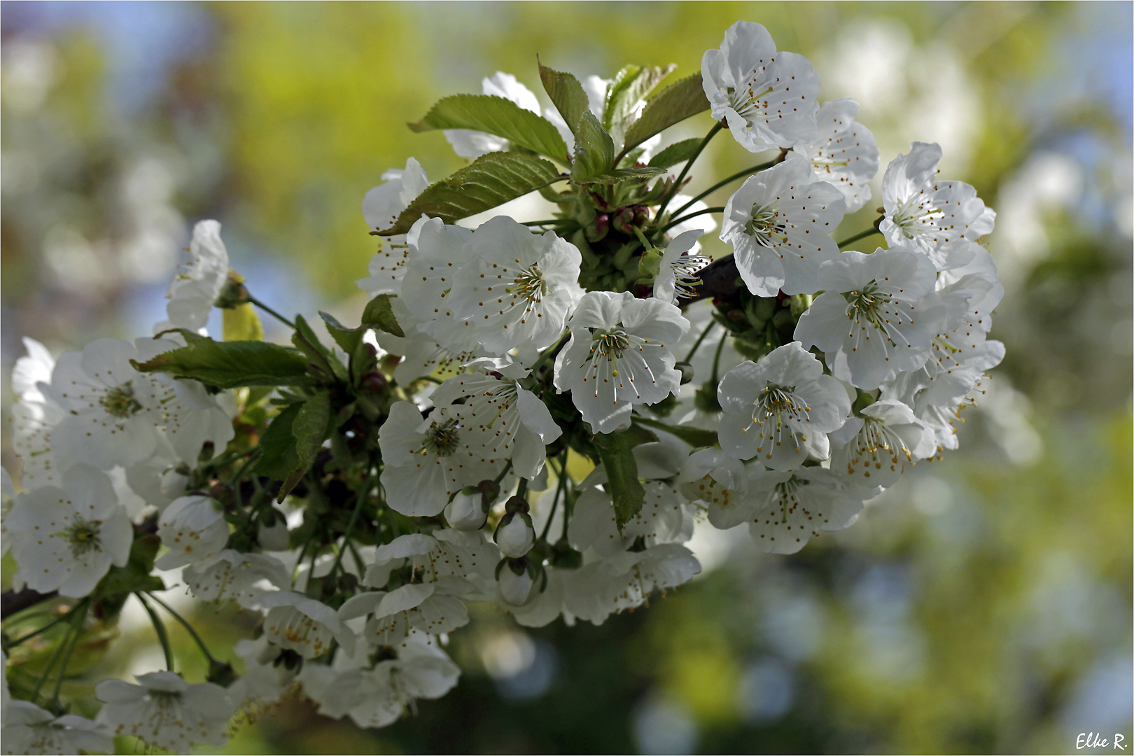 Unser Kirschbaum blüht.... Foto & Bild frühling, natur, pflanzen