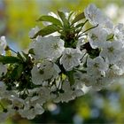 Unser Kirschbaum blüht....