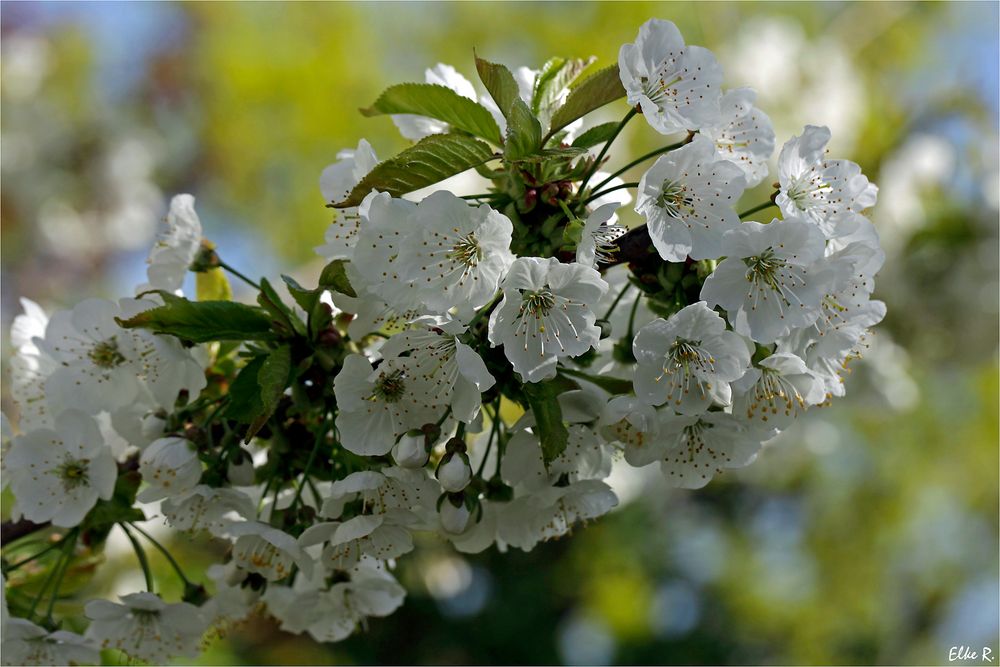 Unser Kirschbaum blüht.... Foto & Bild frühling, natur, pflanzen