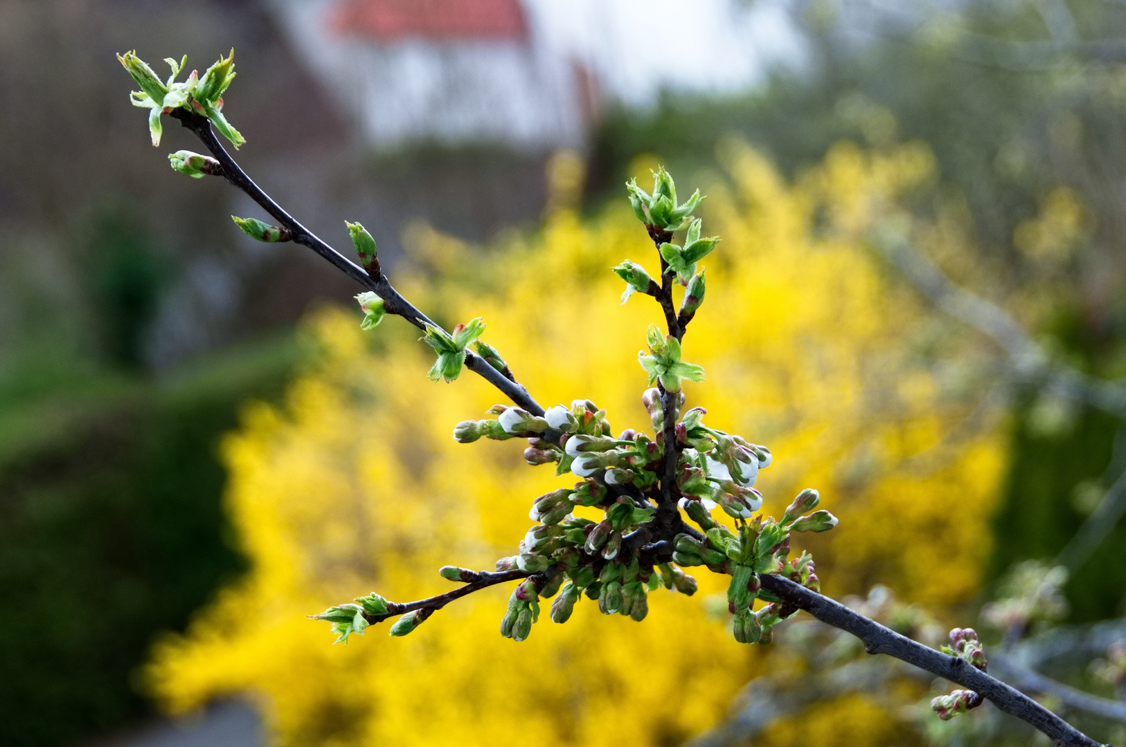 Unser Kirschbaum bricht aus 1