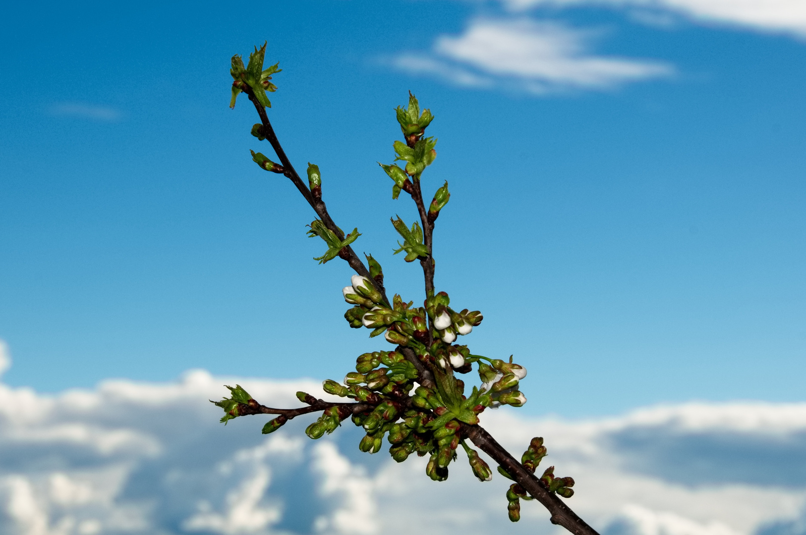 Unser Kirschbaum bricht aus 3