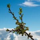 Unser Kirschbaum bricht aus 3