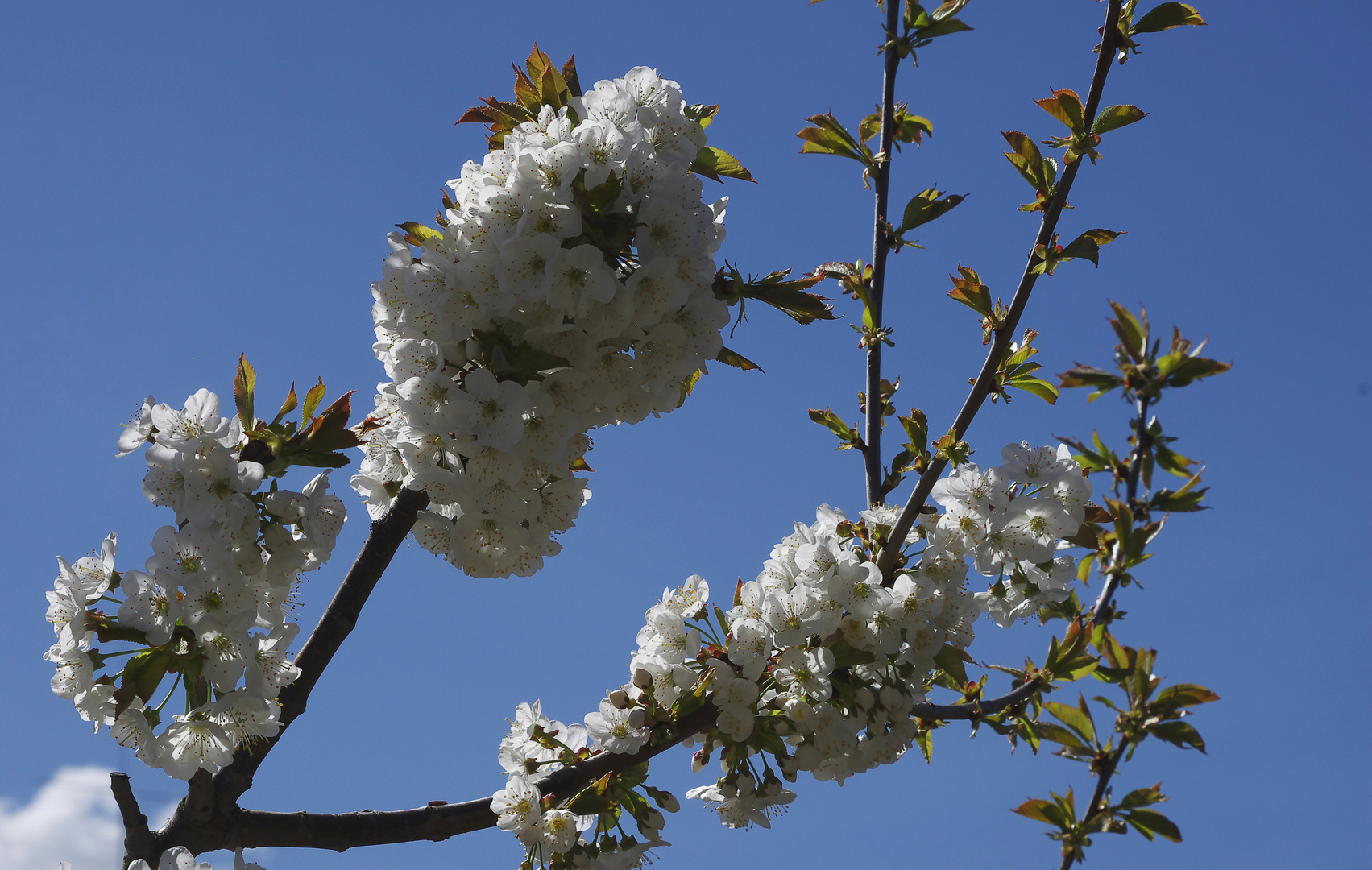 ...unser Kirschbaum