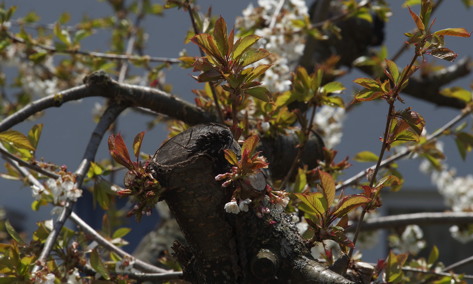 ...unser Kirschbaum