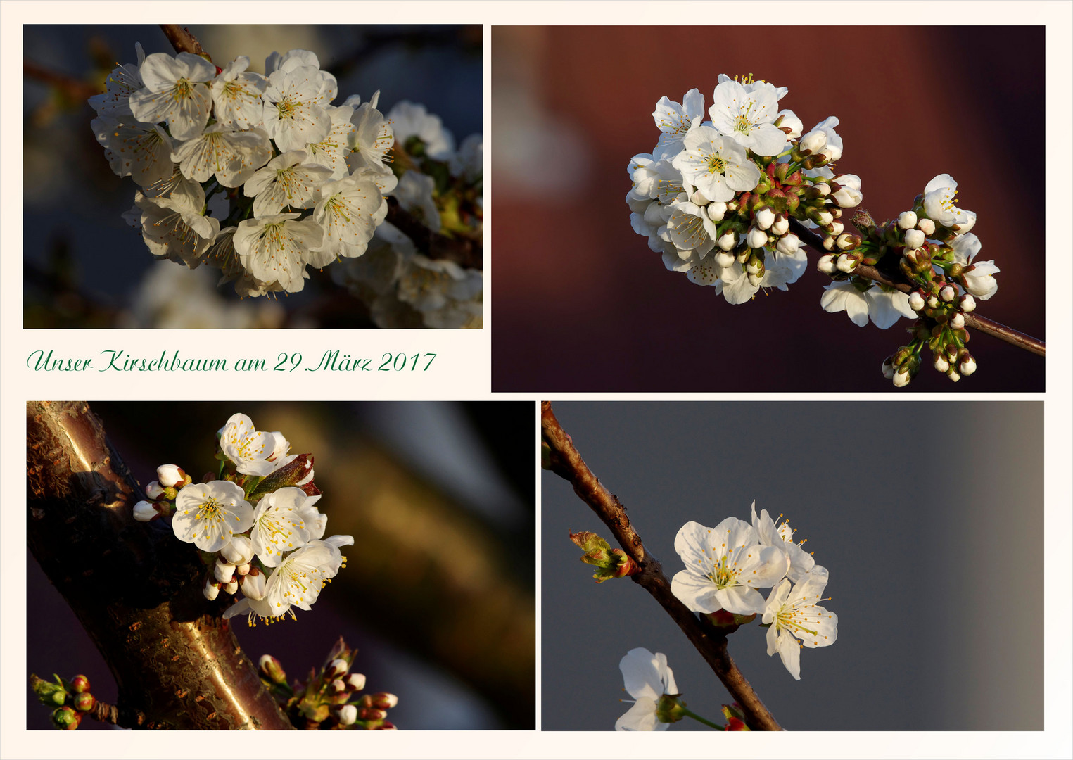 unser Kirschbaum im Abendlicht 