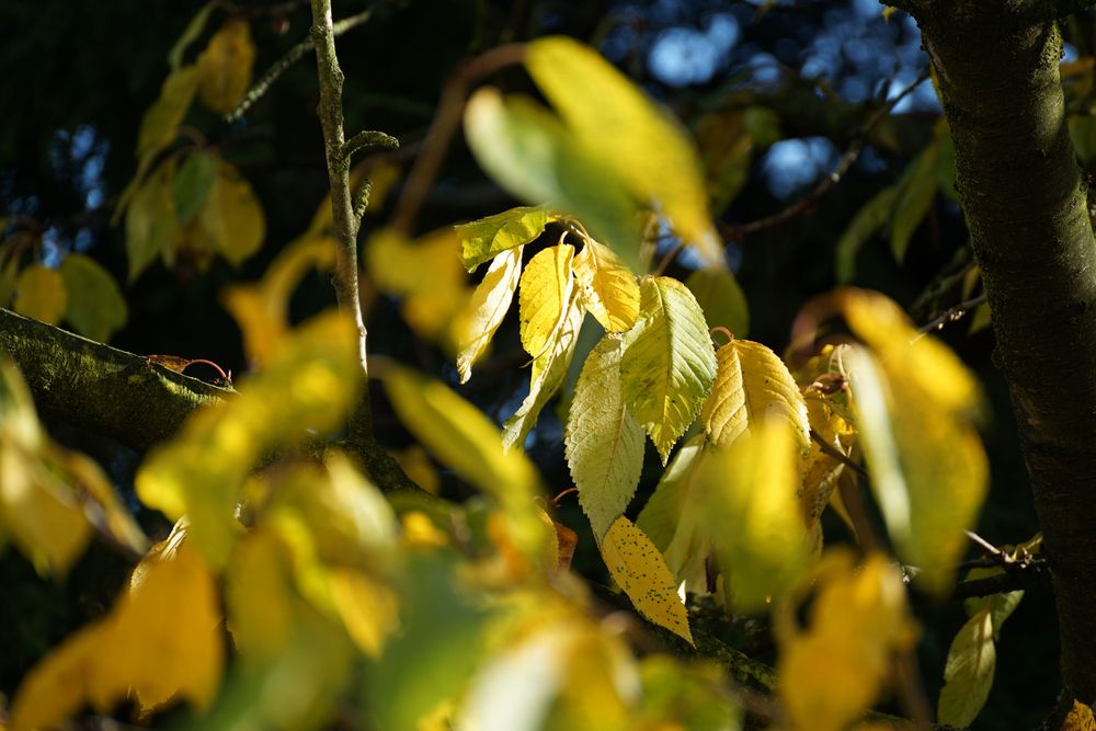 Unser Kirschbaum im November Foto & Bild pflanzen, jahreszeiten