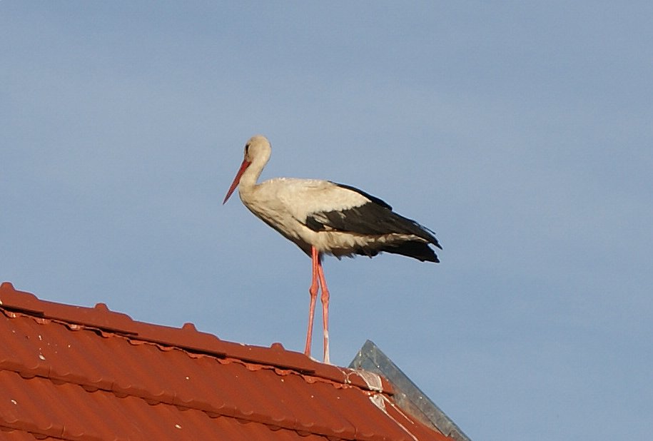 unser Klapperstorch