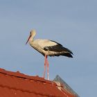 unser Klapperstorch