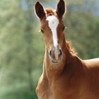 Unser kleener "wie weltmeyer"-Sohn :)