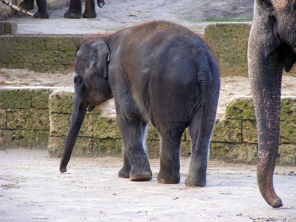 unser kleiner Eli im hannoverschen Zoo