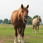 Unser kleiner Esel