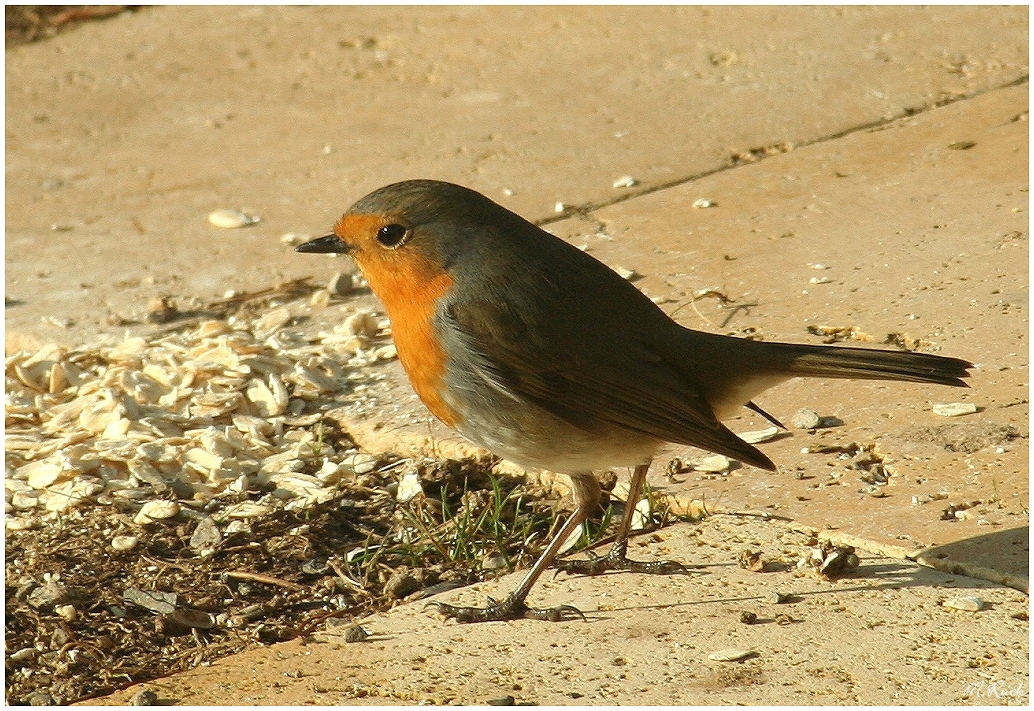 Unser kleiner Gartenfreund ,