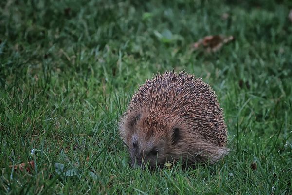 Unser kleiner Igel.....