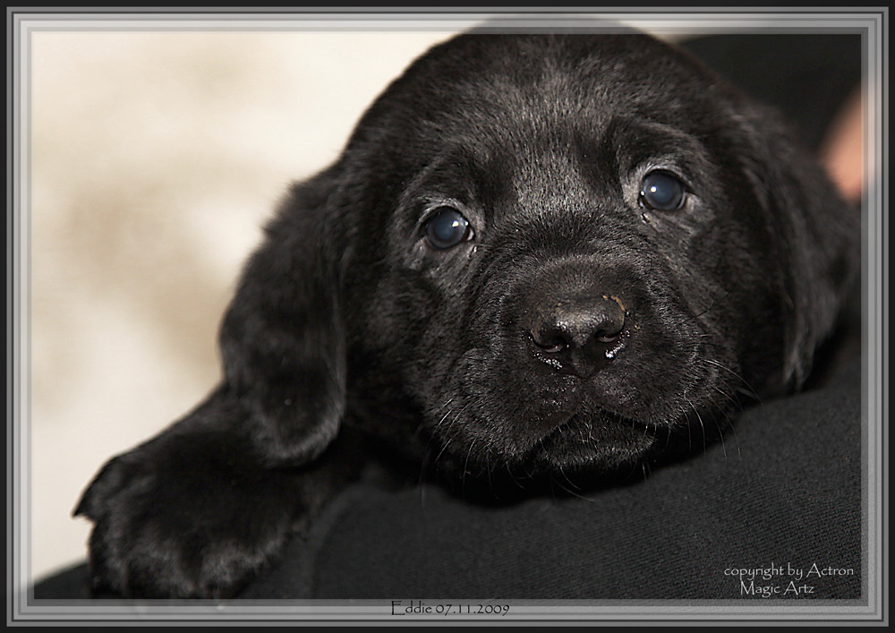 Unser kleiner Labradorwelpe Eddie 2