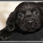 Unser kleiner Labradorwelpe Eddie 2