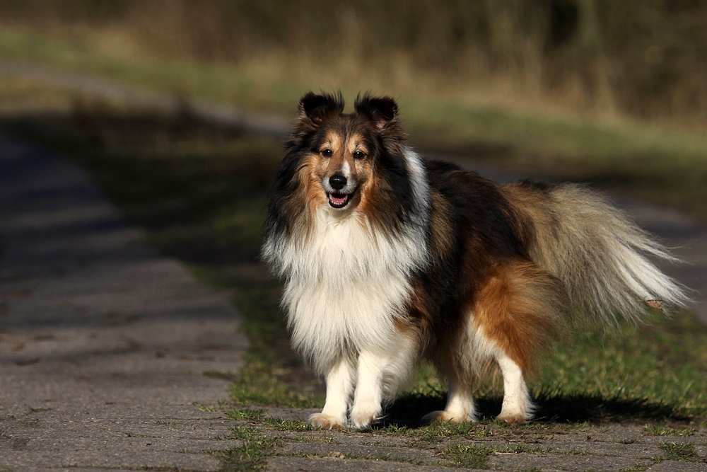 Unser kleiner "Löwenkönig"