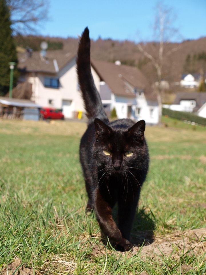 Unser kleiner schwarzer Panter Kitty