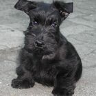 Unser kleiner Scottie