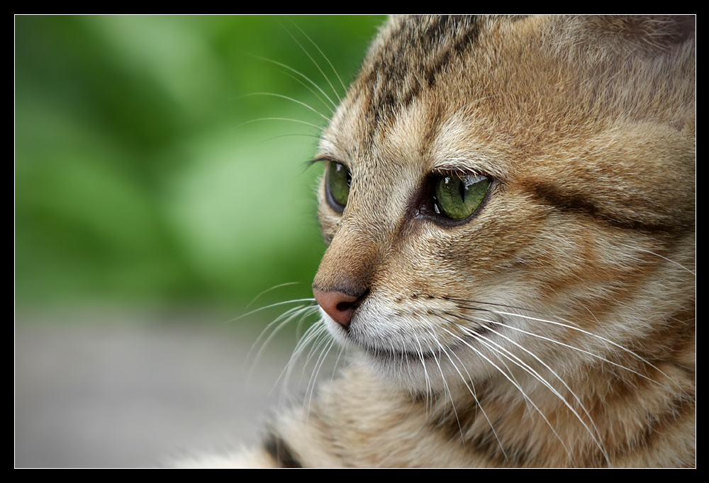 unser kleiner Tiger