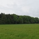 unser kleiner Wald von hinten