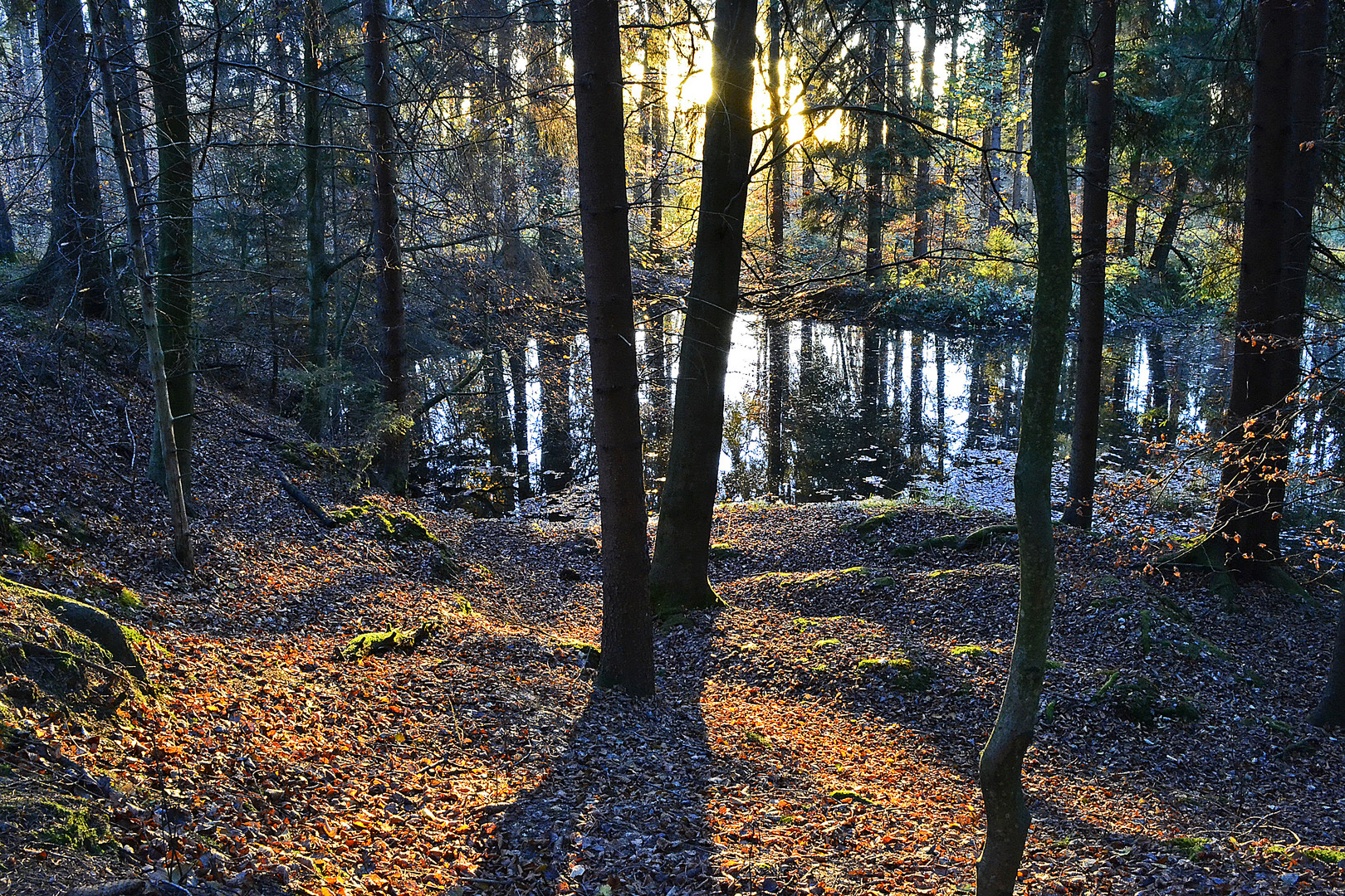 unser kleiner Waldsee