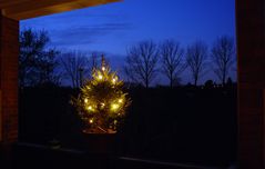 unser kleiner Weihnachtsbaum 2009