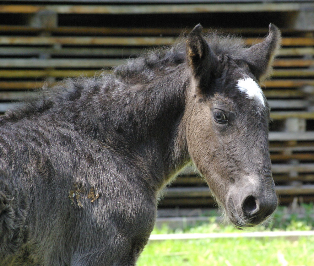 Unser kleiner Zeus