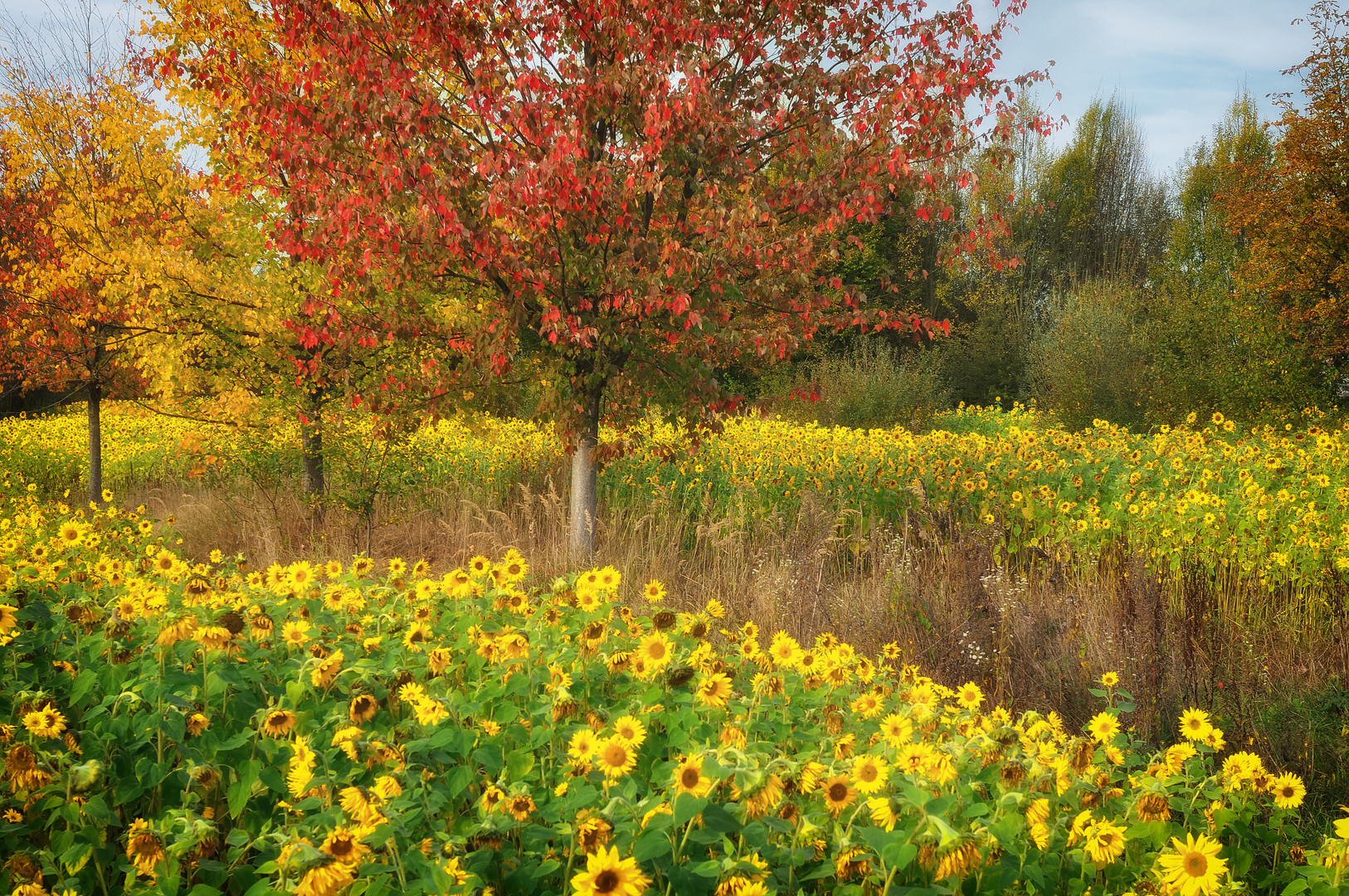 Unser kleines Sonnenblumenfeld (2)