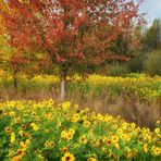 Unser kleines Sonnenblumenfeld (2)