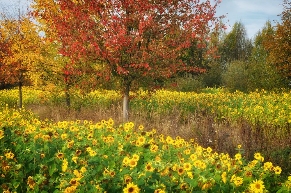 Unser kleines Sonnenblumenfeld (2)