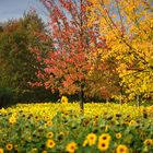 Unser kleines Sonnenblumenfeld (3)