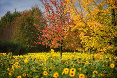 Unser kleines Sonnenblumenfeld (3)