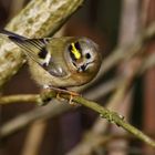 "Unser KLEINSTER - das Wintergoldhähnchen"