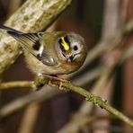 "Unser KLEINSTER - das Wintergoldhähnchen"