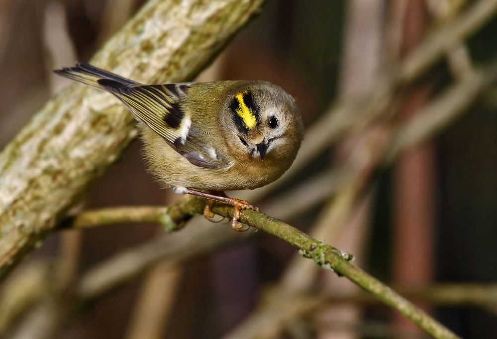 "Unser KLEINSTER - das Wintergoldhähnchen"