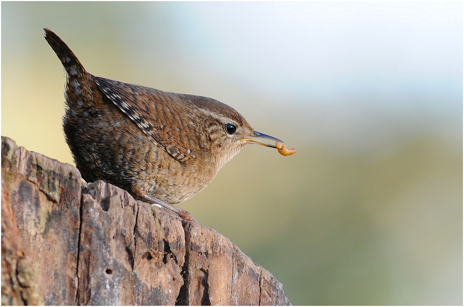 Unser kleinster heimischer Vogel...