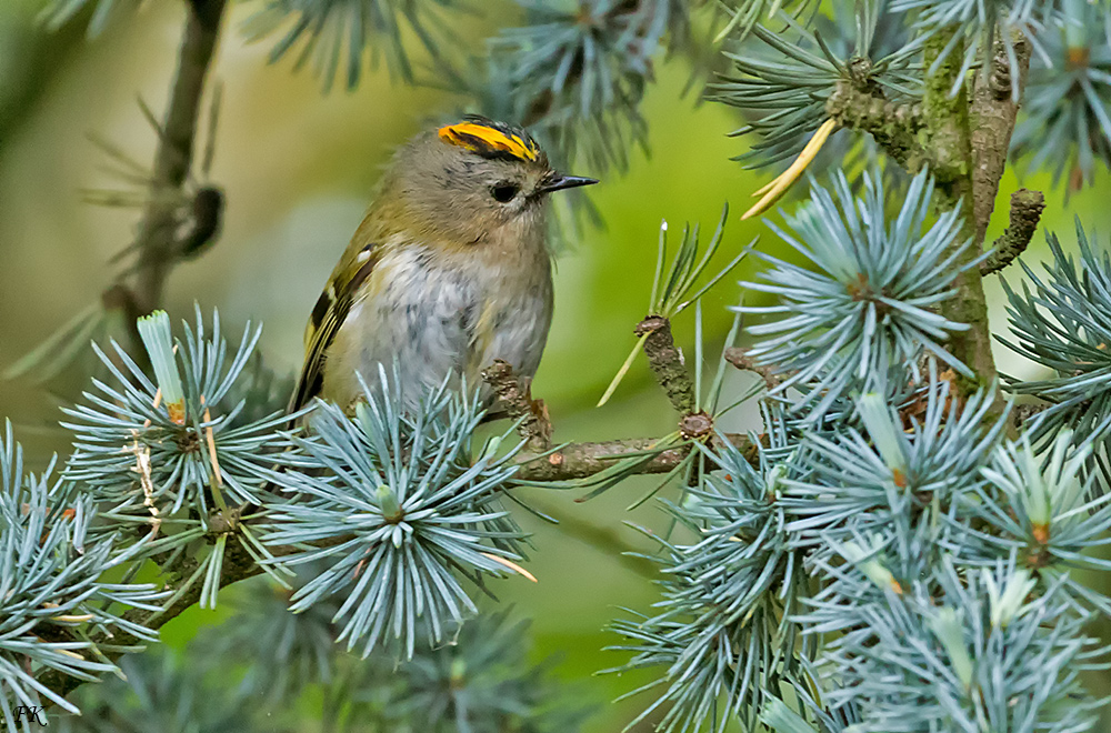 ***        Unser kleinster Singvogel      ***