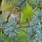 ***        Unser kleinster Singvogel      ***