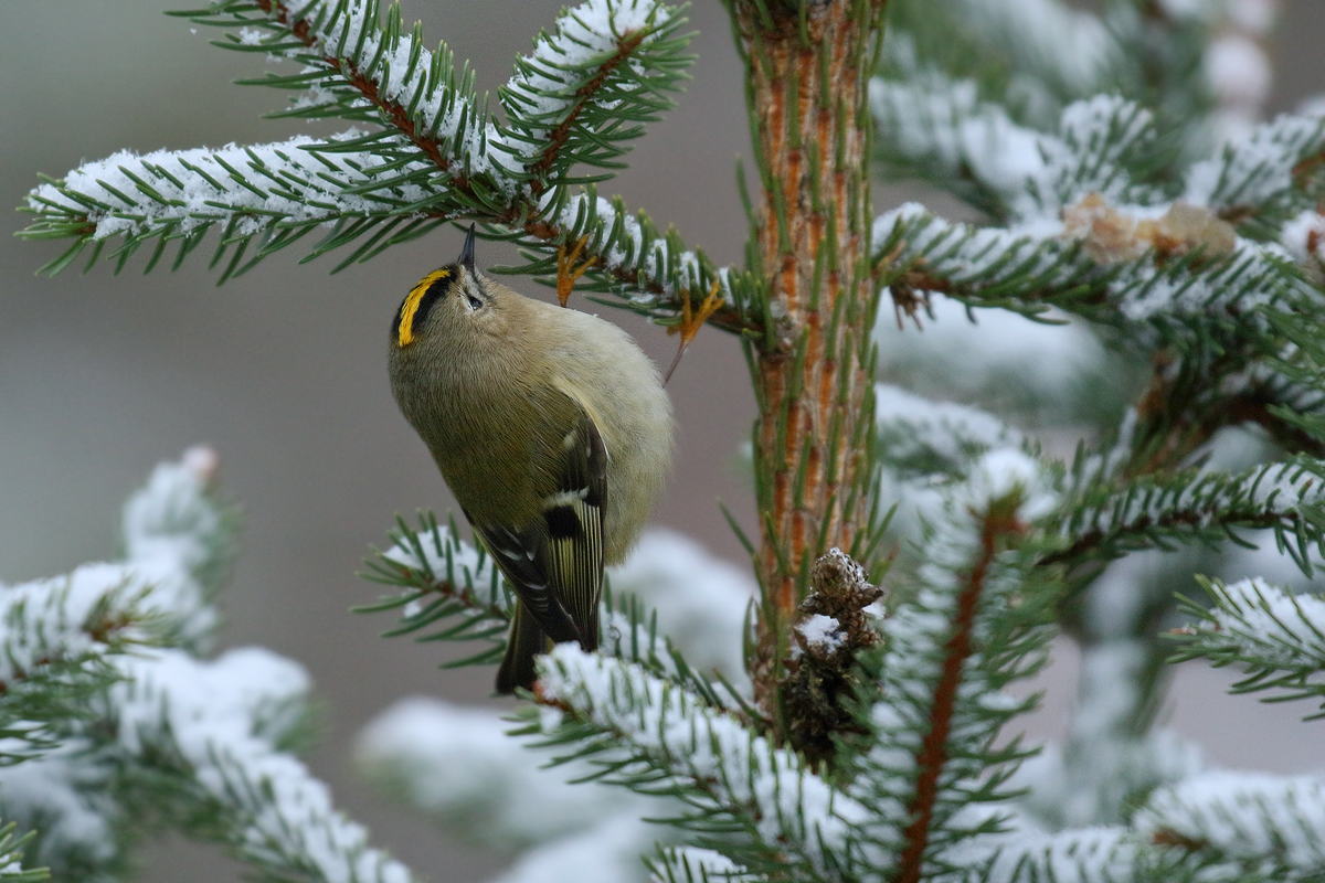 unser kleinster Vogel