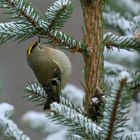 unser kleinster Vogel