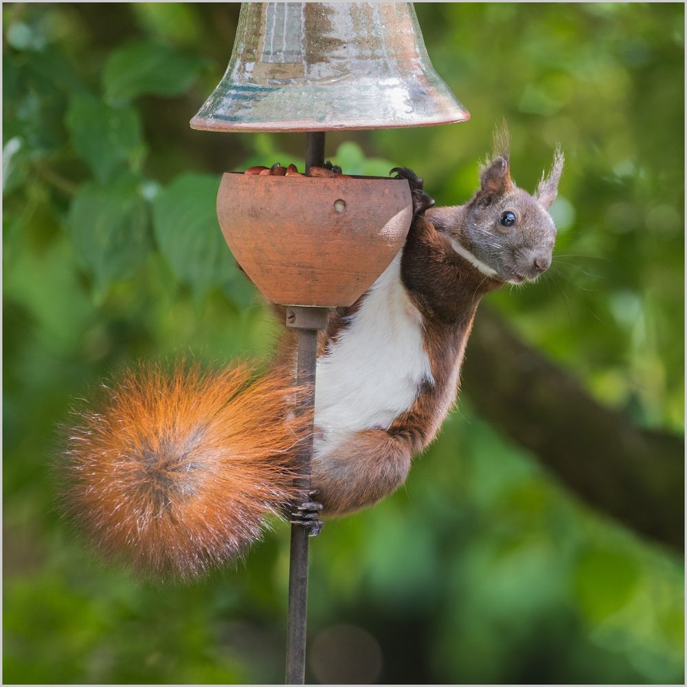 unser Klettermaxe.. Foto & Bild tiere, wildlife, säugetiere